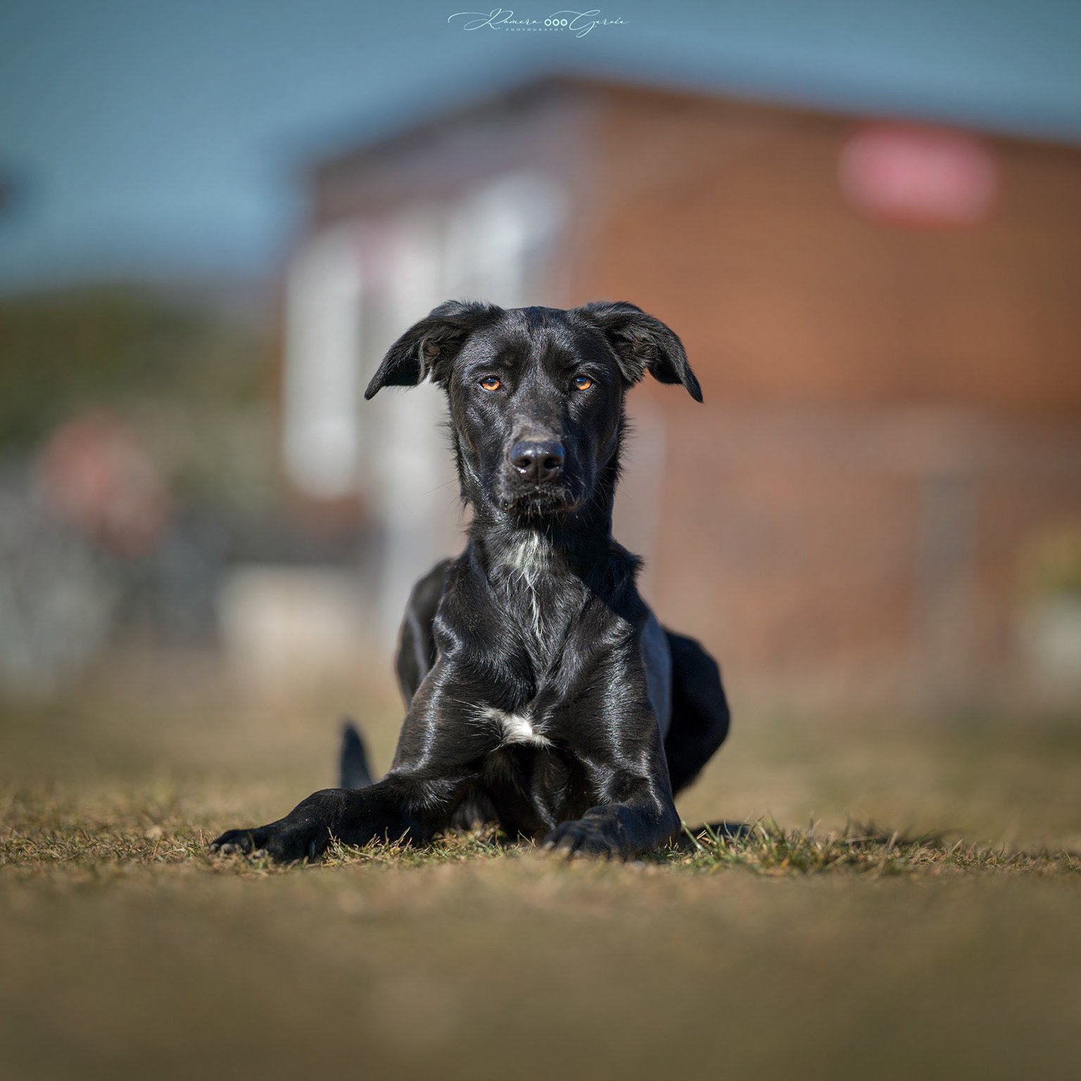 Sheena, perra negra tumbada en la hierba con mirada atenta