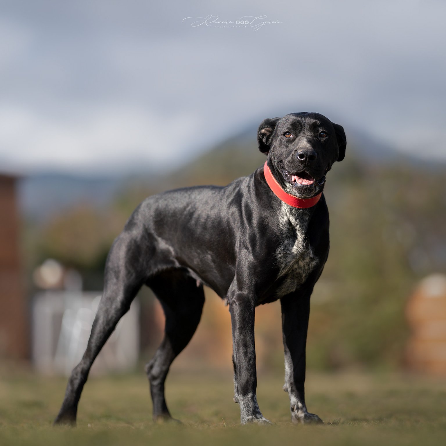 Mora, perra de manto oscuro y collar rojo, de pie al aire libre